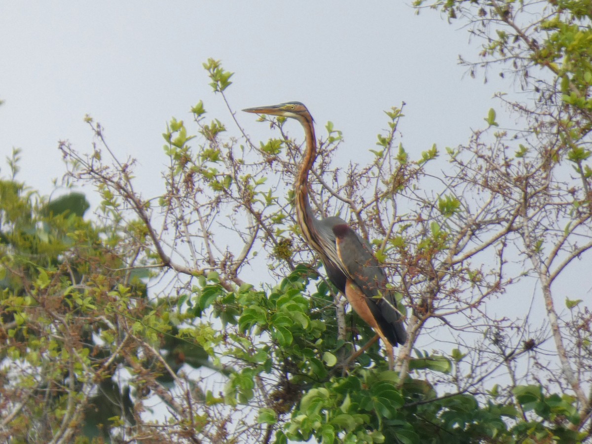 Purple Heron - ML644883333