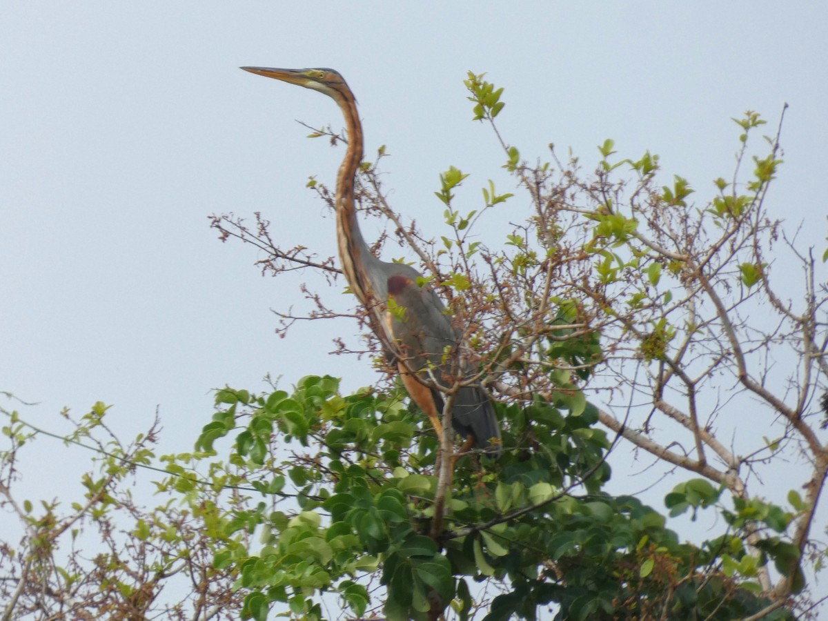 Purple Heron - ML644883334