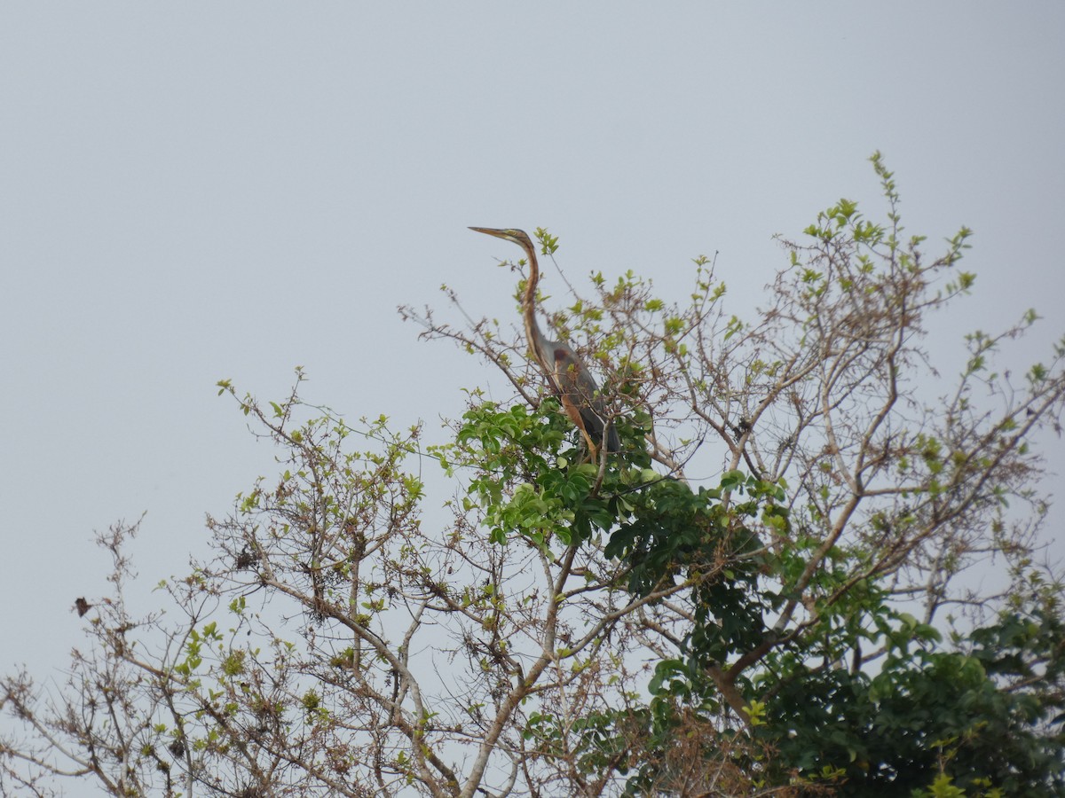Purple Heron - ML644883335