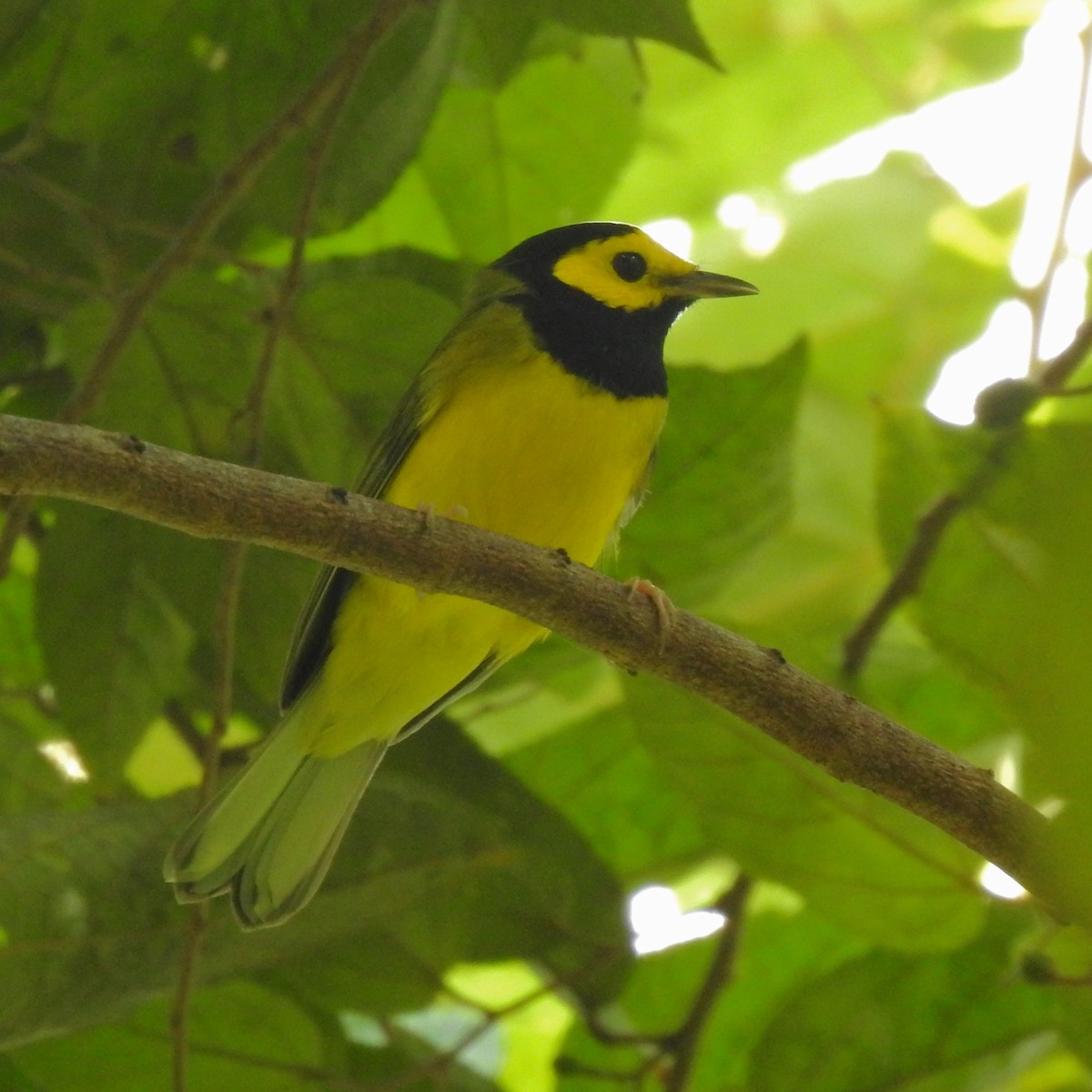 クロズキンアメリカムシクイ - ML644883342