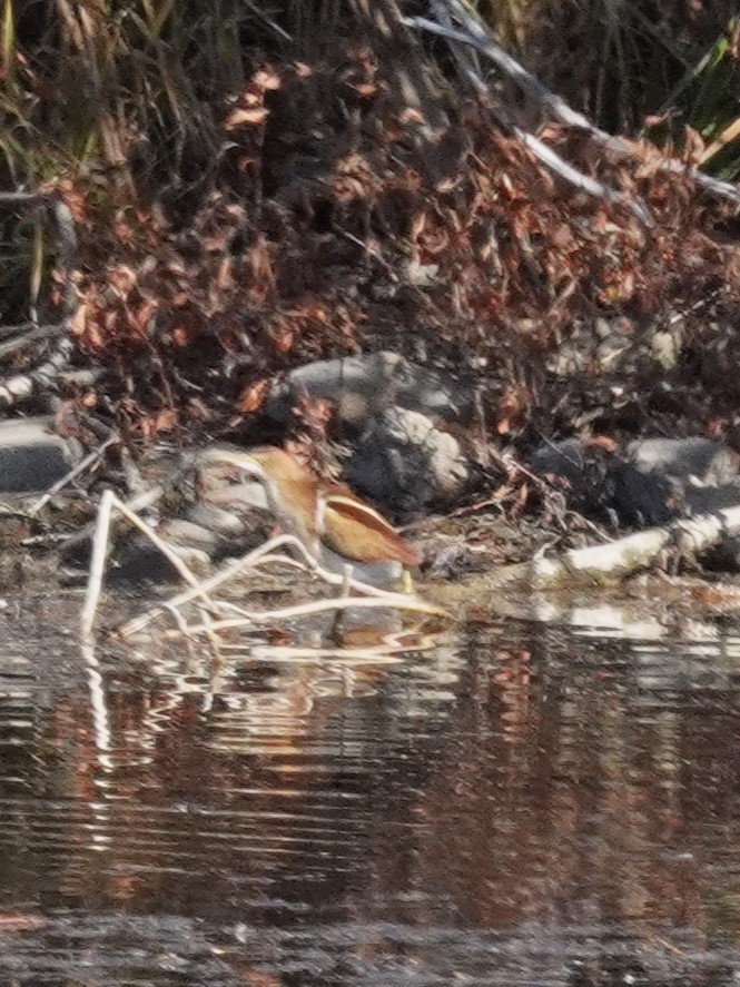 Petit Blongios - ML644883364