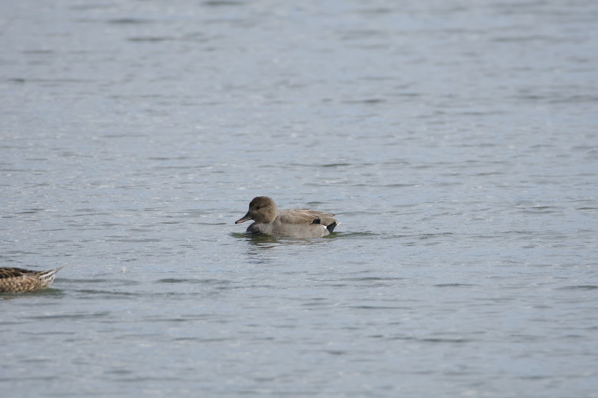 Gadwall - ML644883400