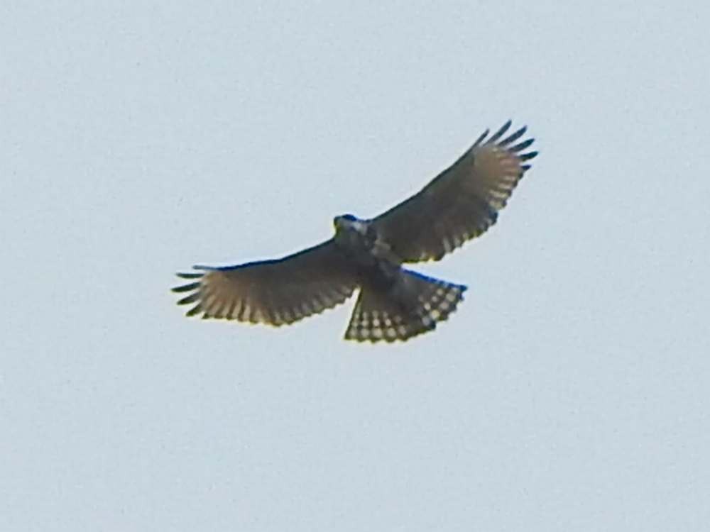 Broad-winged Hawk - ML644883406