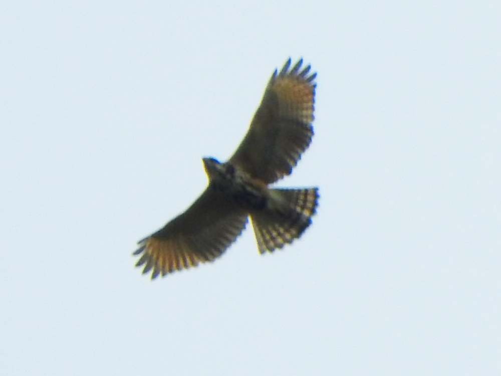 Broad-winged Hawk - ML644883407