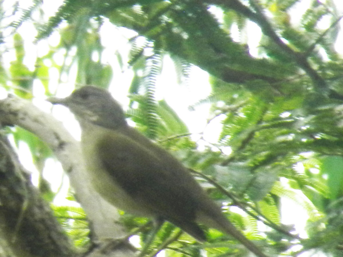 Pale-breasted Thrush - ML644883435