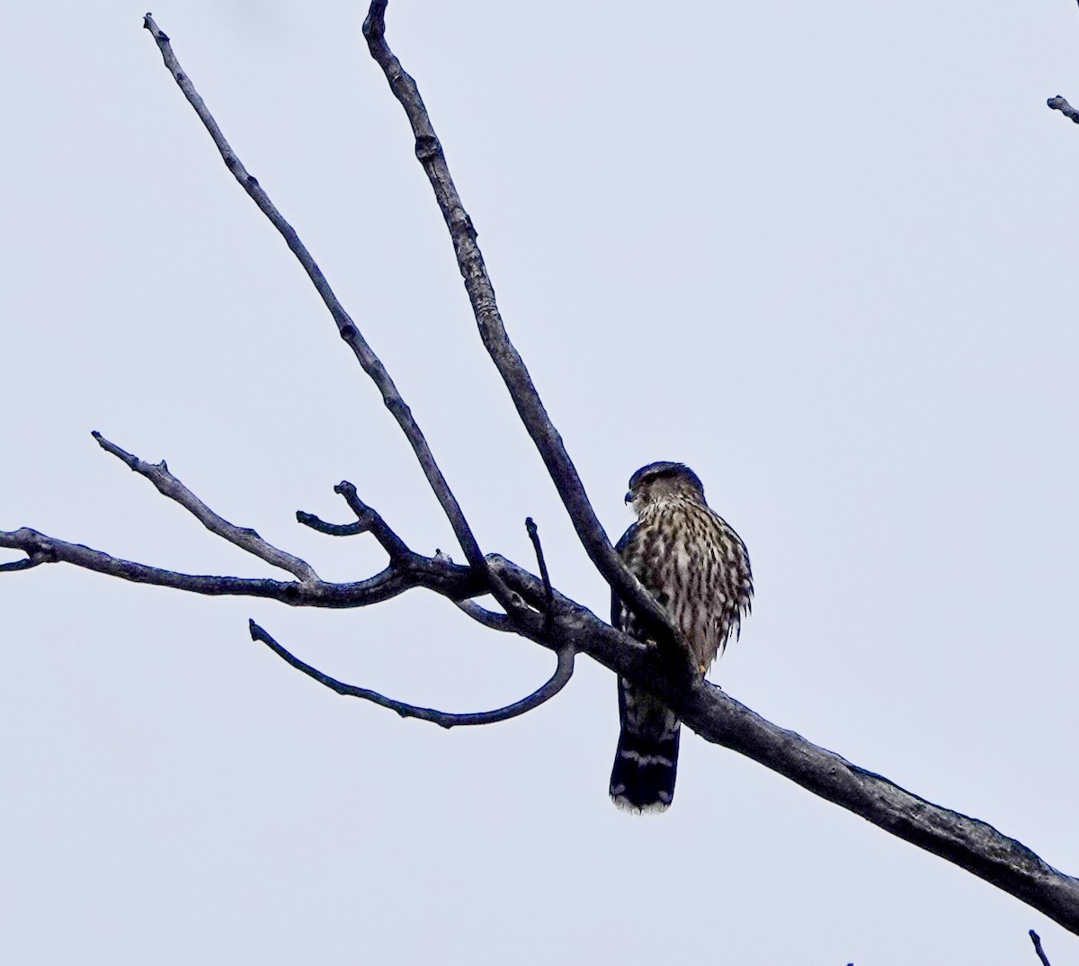 Merlin - ML644883436