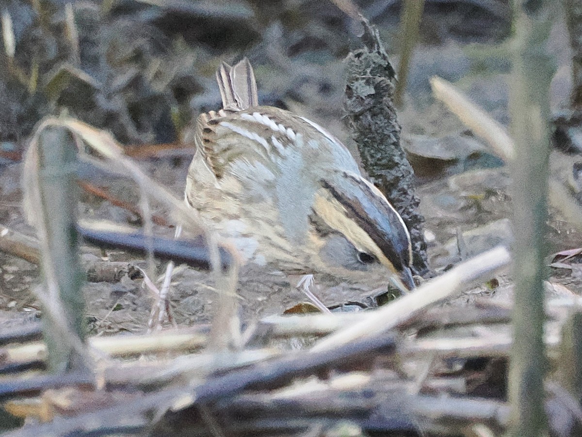 nålstjertspurv - ML644883444