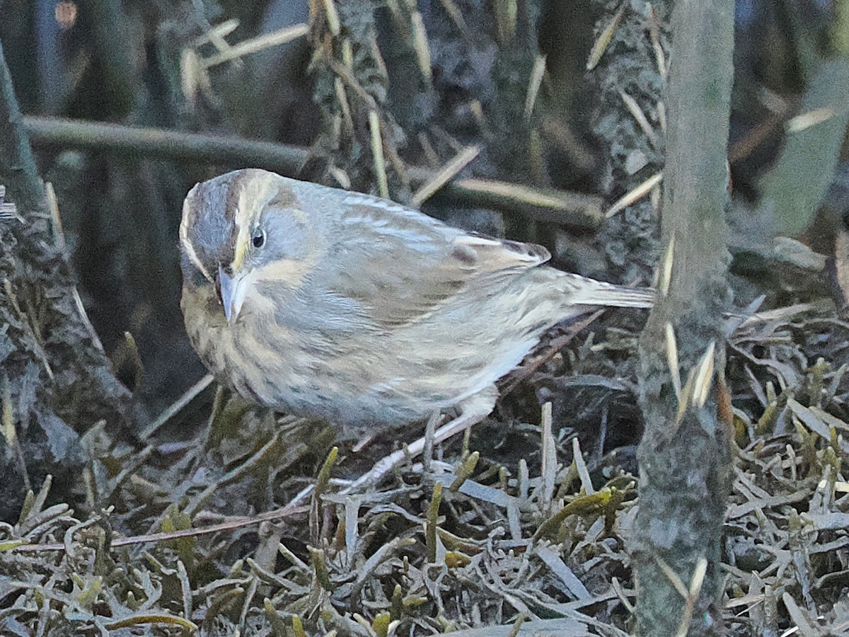 nålstjertspurv - ML644883445