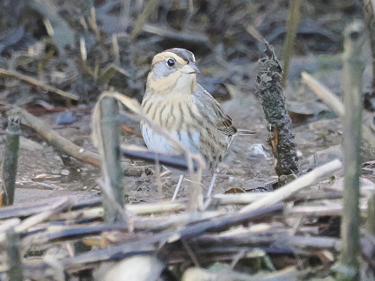 nålstjertspurv - ML644883446