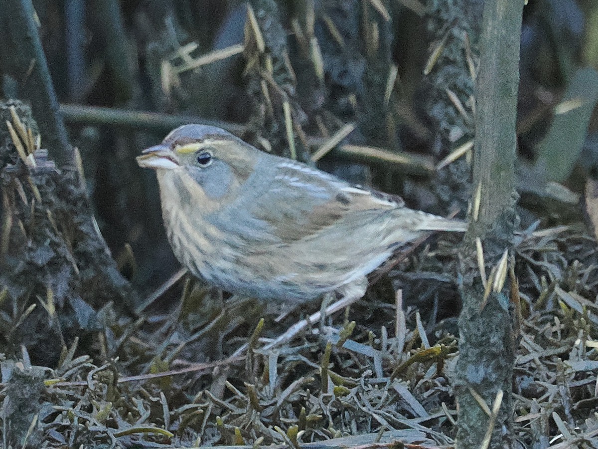 nålstjertspurv - ML644883447