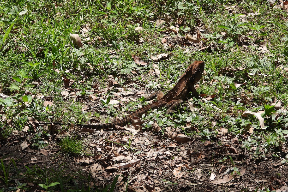 Australian Water Dragon - ML644883448