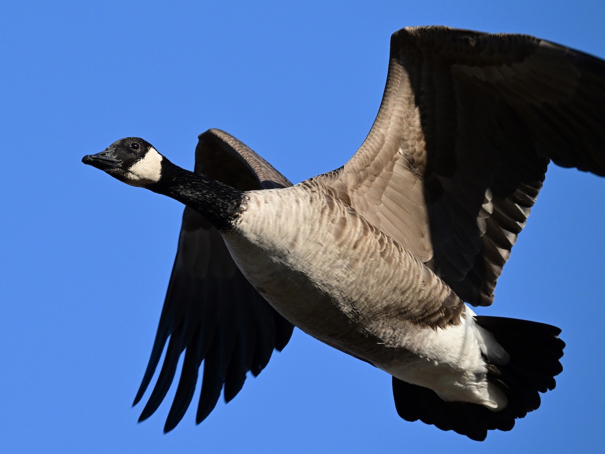 berneška velká - ML644883460