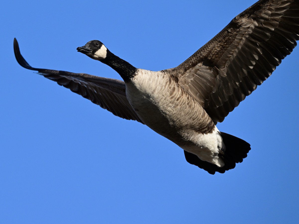 berneška velká - ML644883462