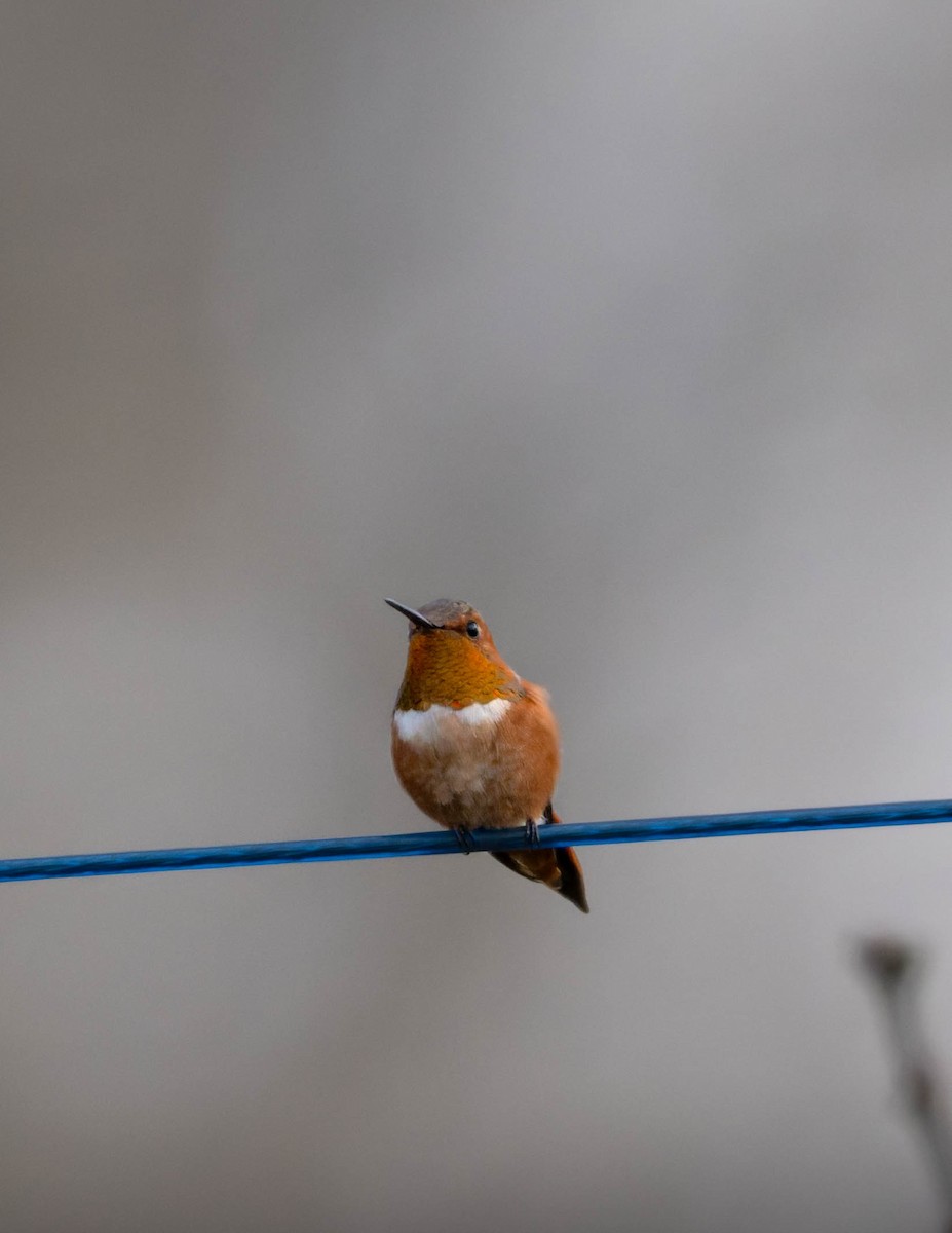 Rufous Hummingbird - ML644883463
