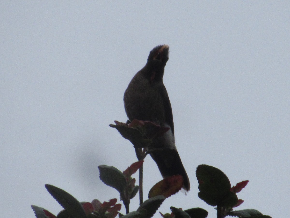 Colibrí de Herrán - ML644883469