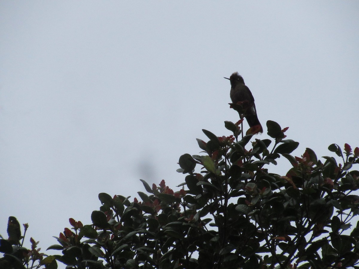Colibrí de Herrán - ML644883472