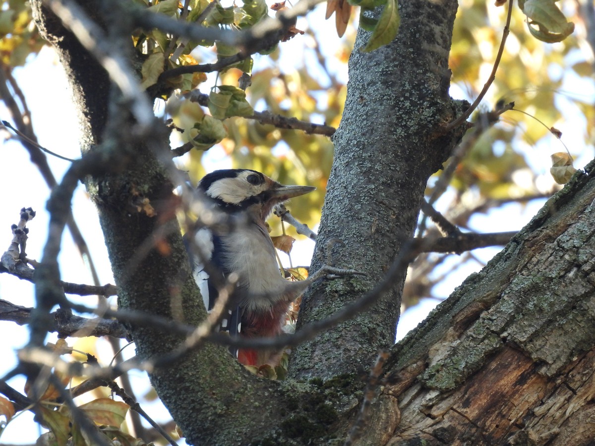 Pico Picapinos (Europeo) - ML644883475