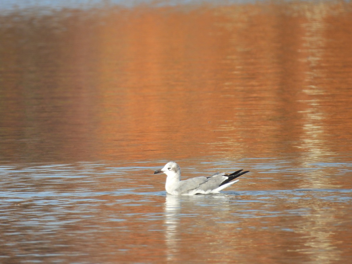Gaviota Guanaguanare - ML644883483