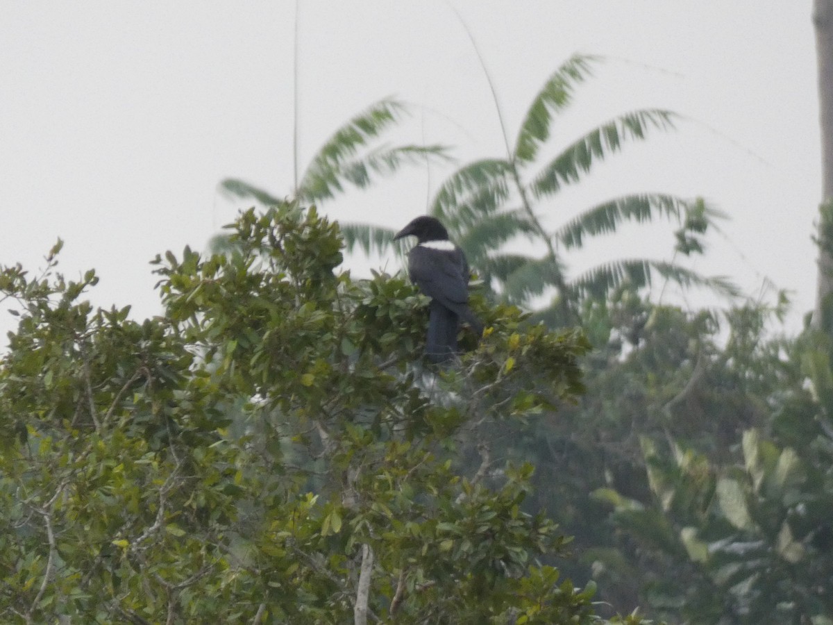 Cuervo Pío - ML644883484