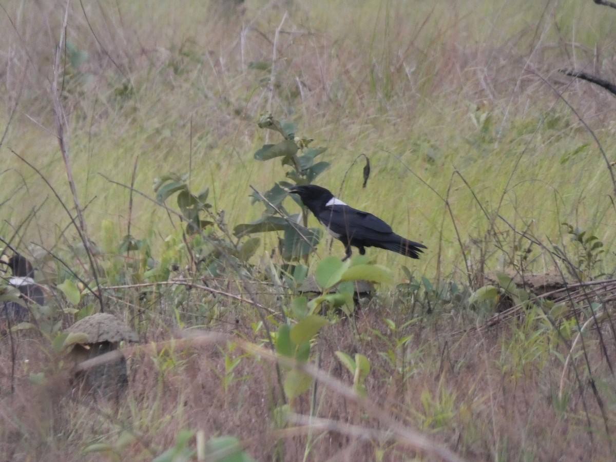 Cuervo Pío - ML644883485