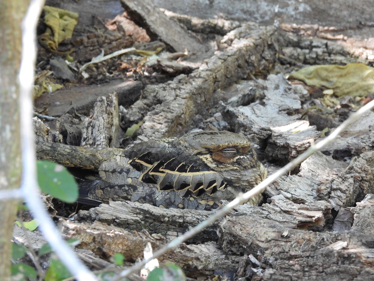 Chotacabras Pauraque - ML644883486
