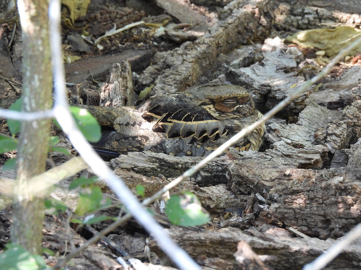 Chotacabras Pauraque - ML644883487