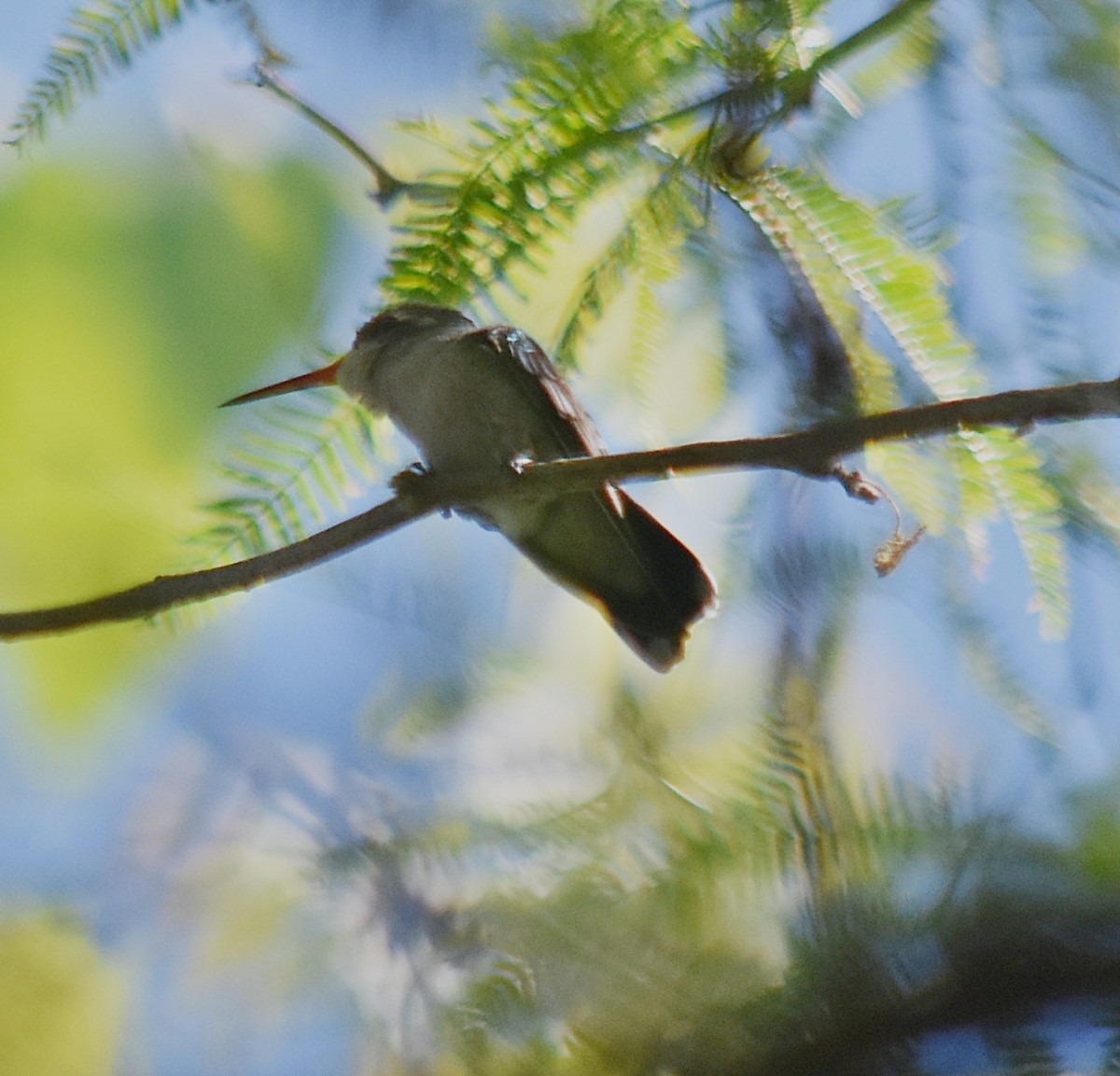 Esmeralda Ventridorada - ML644883489