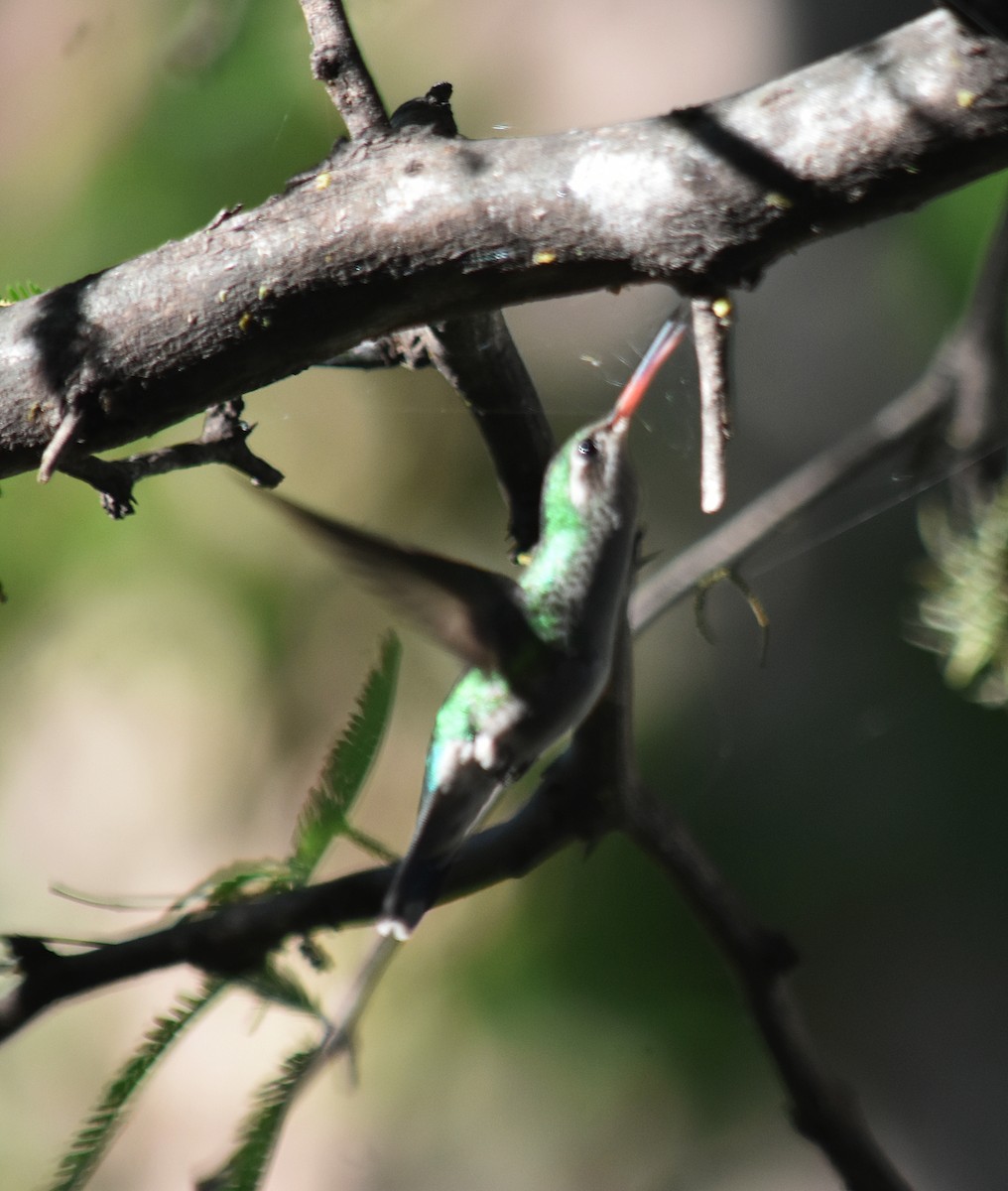 Esmeralda Ventridorada - ML644883490