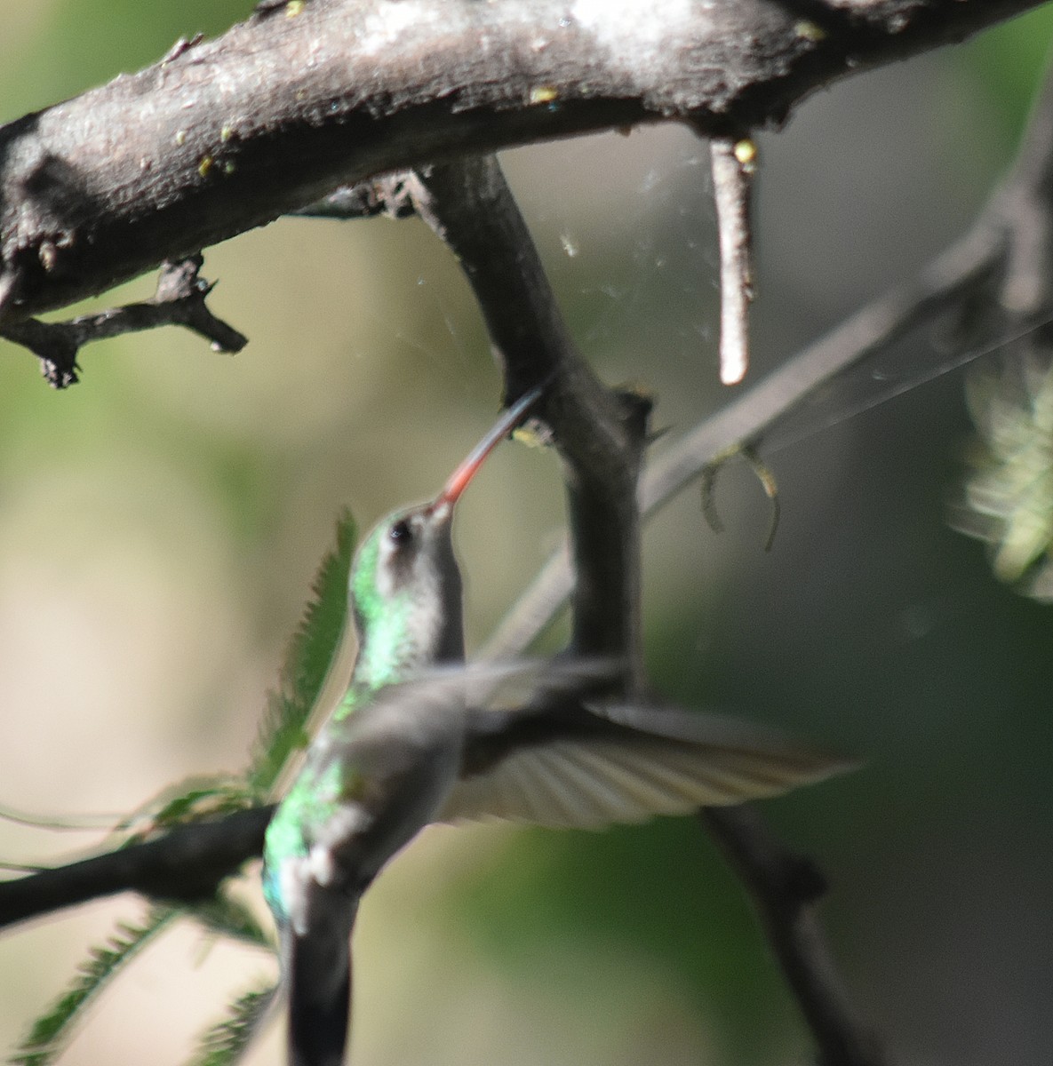 Esmeralda Ventridorada - ML644883491