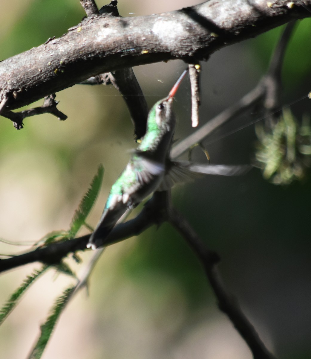 Esmeralda Ventridorada - ML644883492