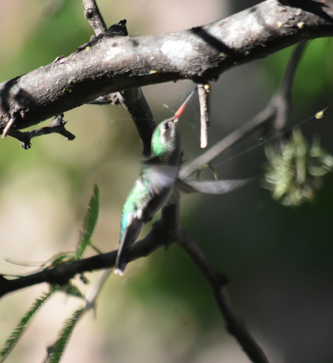 Esmeralda Ventridorada - ML644883493