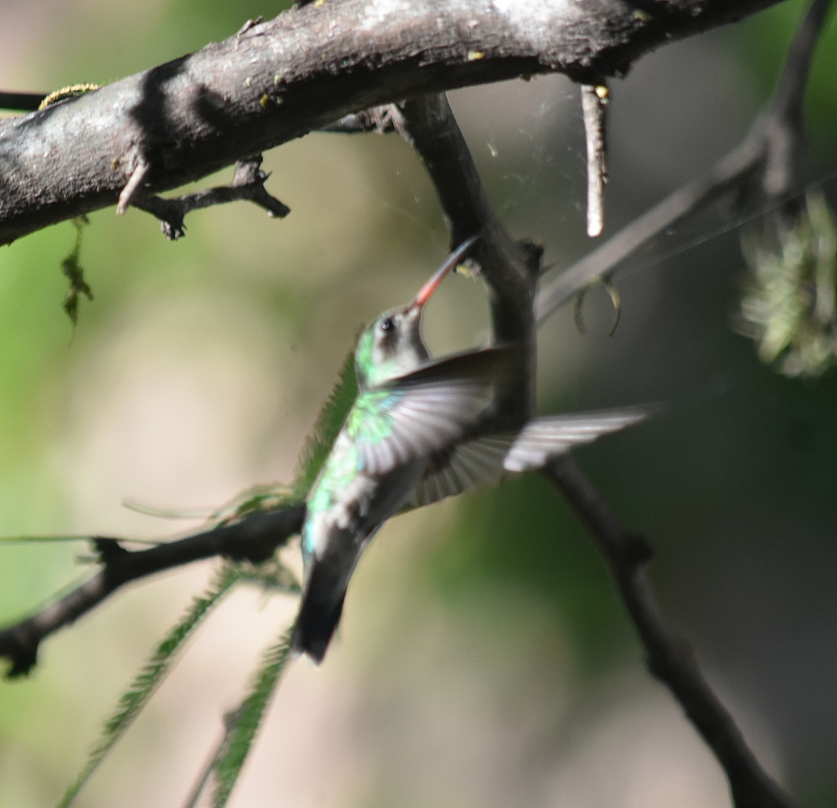 Esmeralda Ventridorada - ML644883494