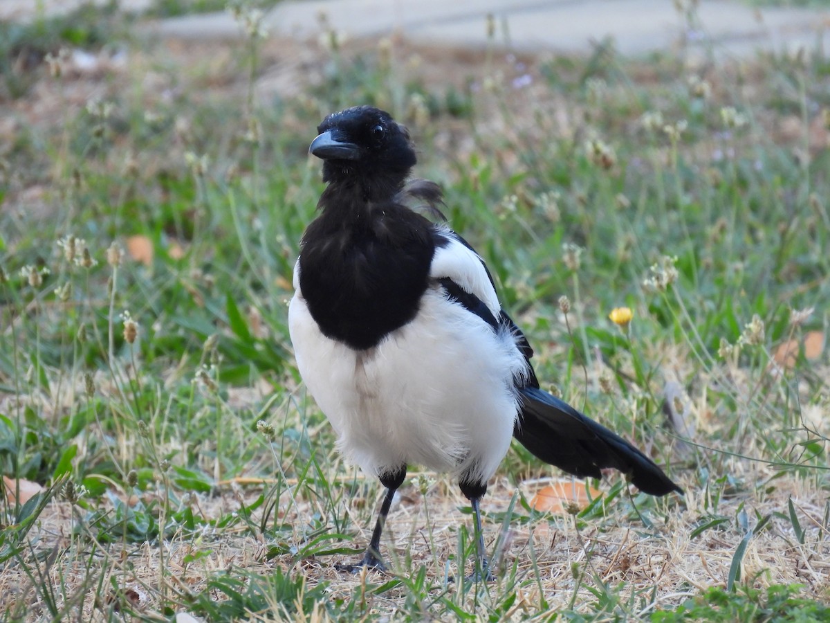 Urraca Común - ML644883496