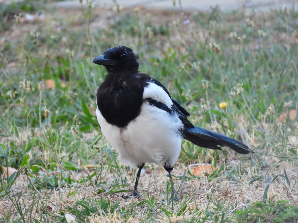 Urraca Común - ML644883497