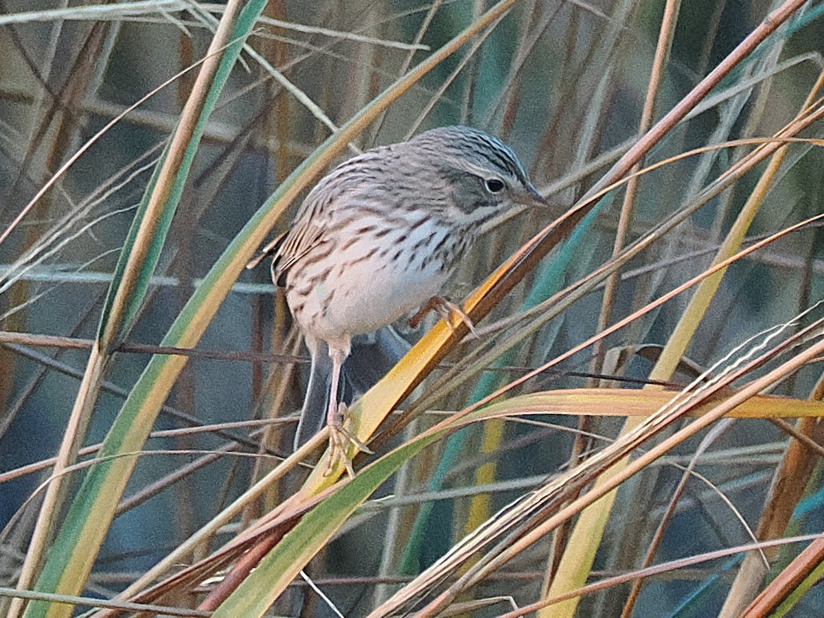 Chingolo Sabanero (princeps) - ML644883499