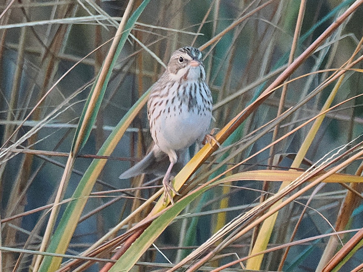 Chingolo Sabanero (princeps) - ML644883500