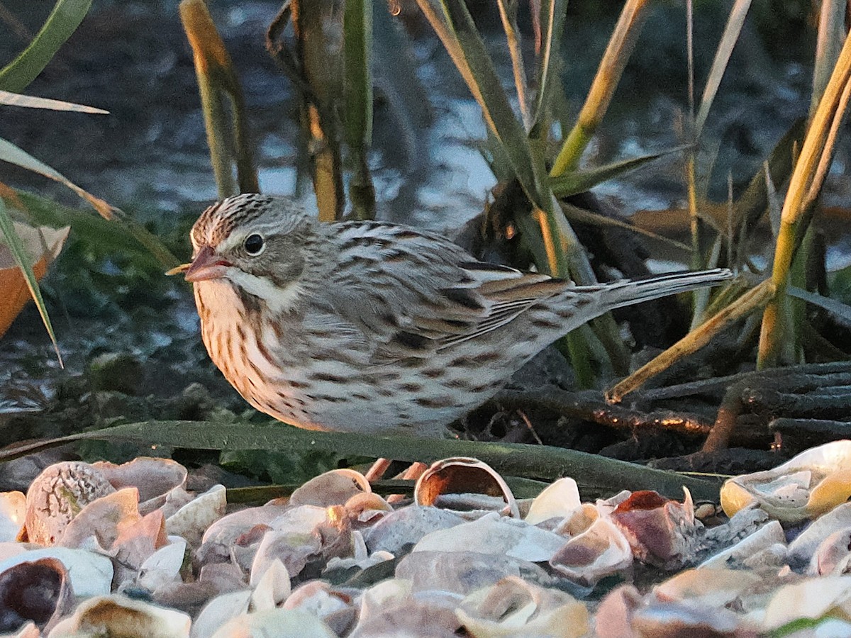 Chingolo Sabanero (princeps) - ML644883501