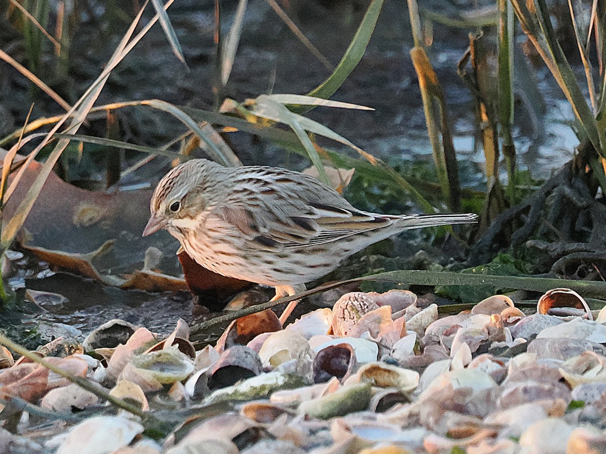 Chingolo Sabanero (princeps) - ML644883502