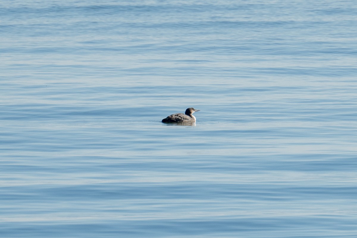 Colimbo Grande - ML644883503