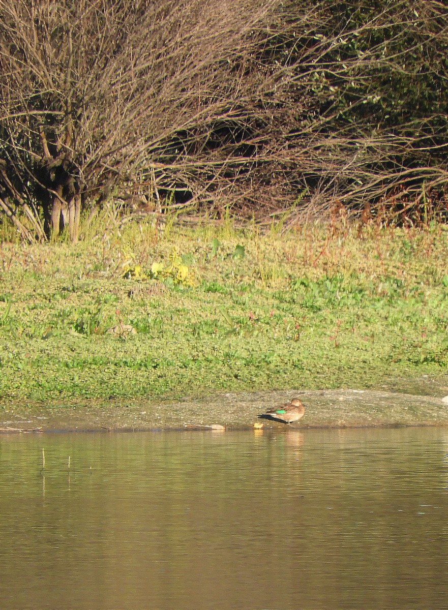 Cerceta Común - ML644883504