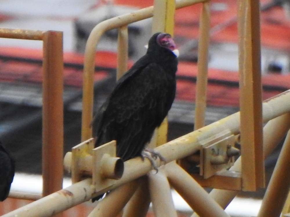 Aura Gallipavo (grupo Aura) - ML644883508