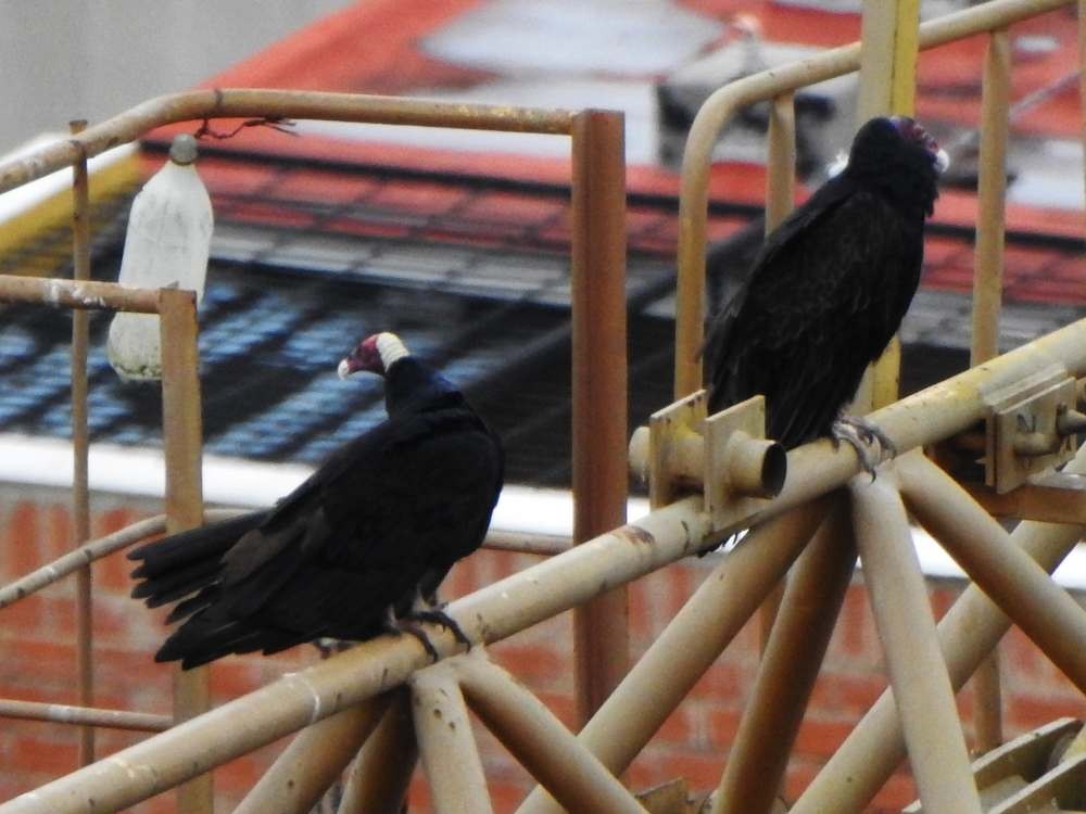 Aura Gallipavo (grupo Aura) - ML644883509