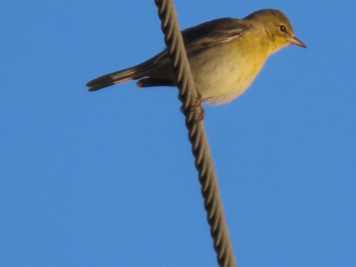 Reinita del Pinar - ML644883510