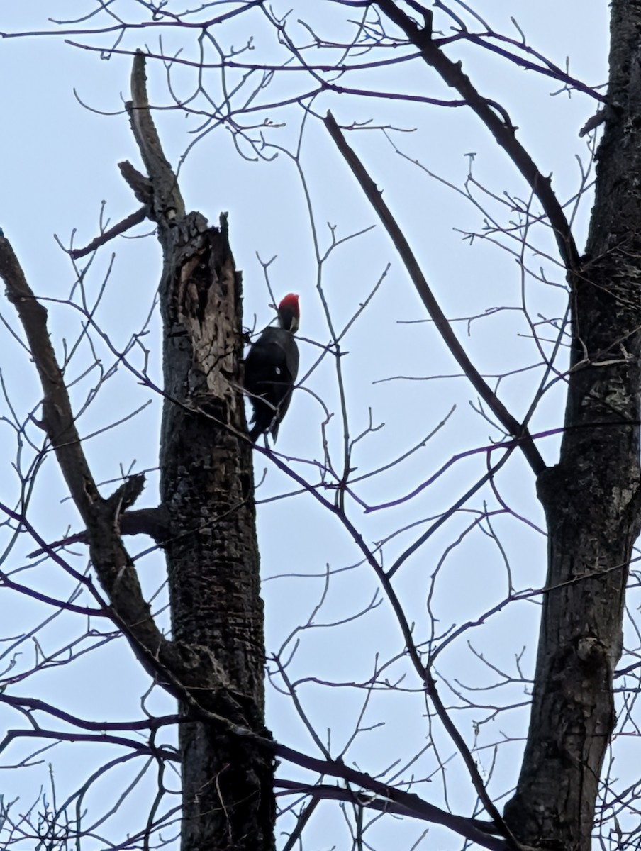 Picamaderos Norteamericano - ML644883513