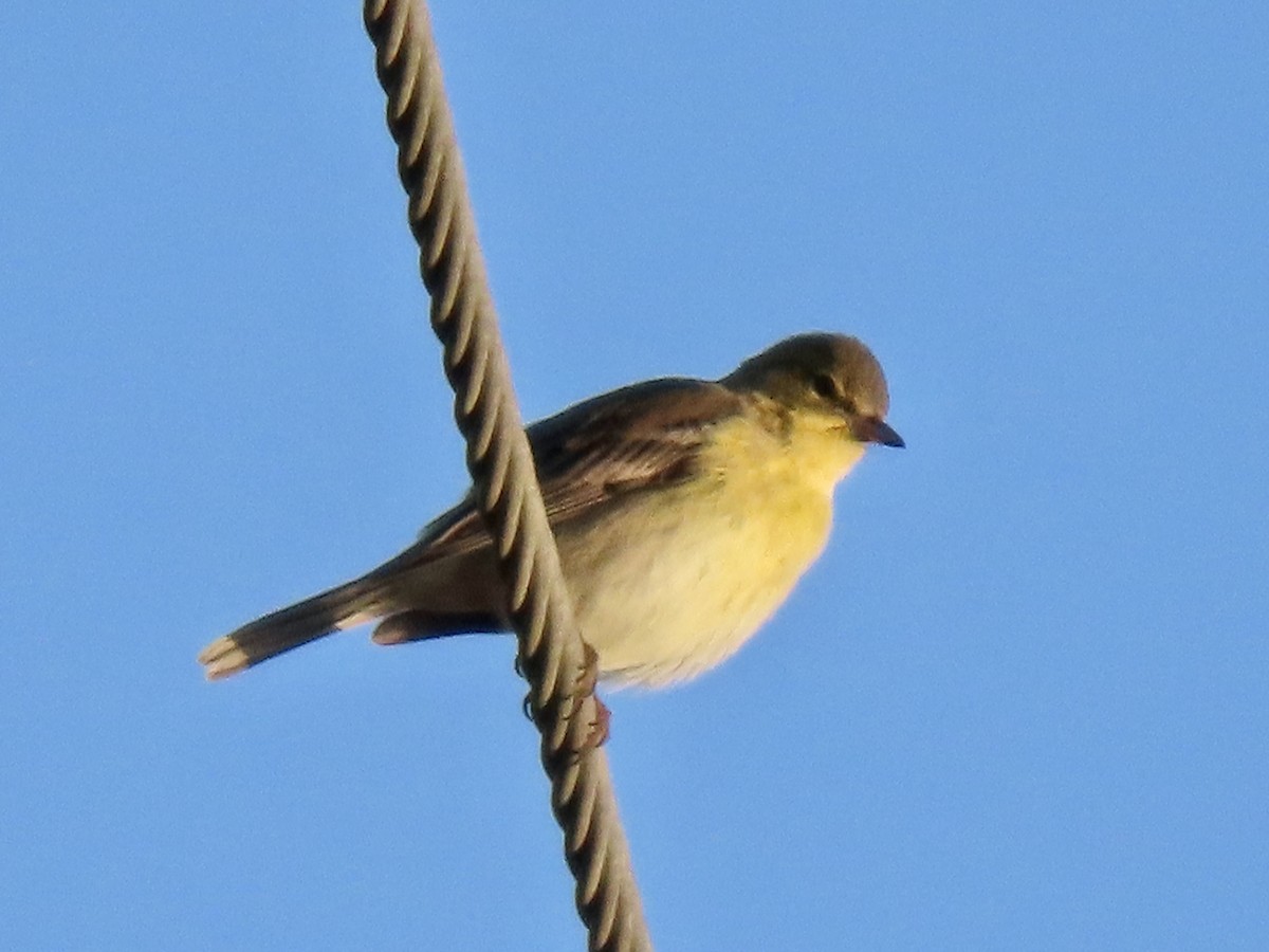 Reinita del Pinar - ML644883515