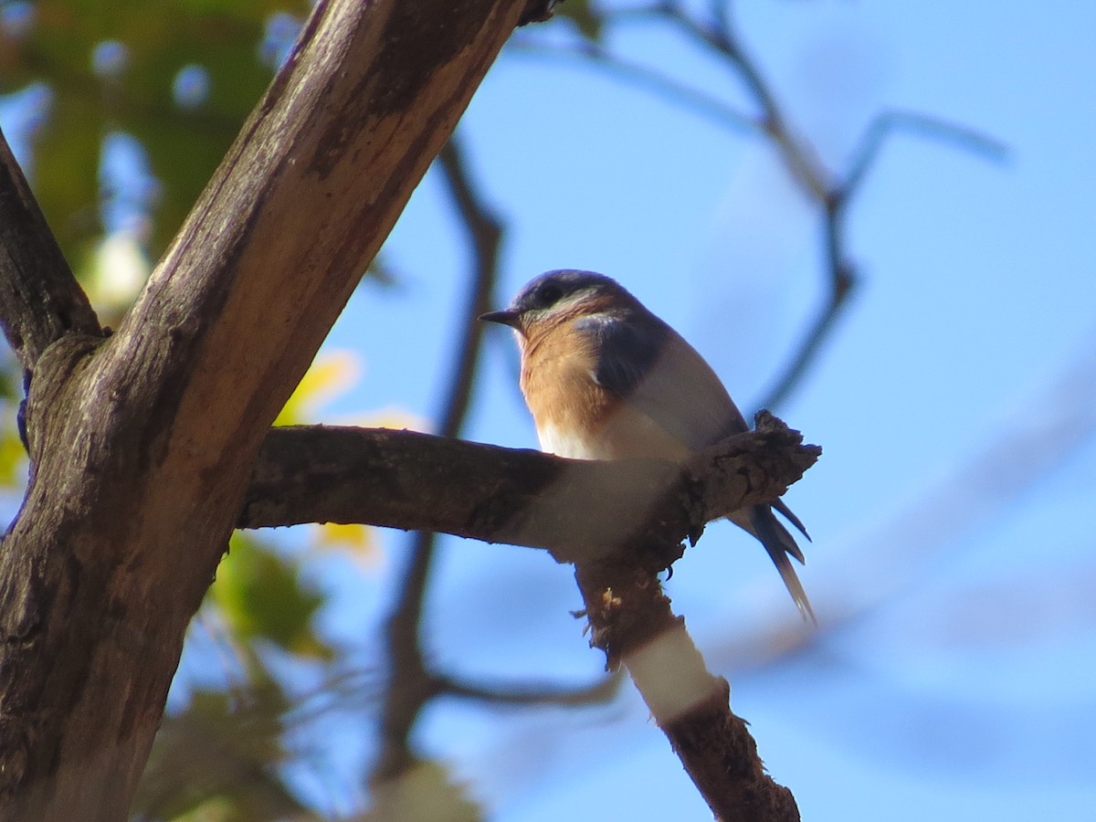Eastern Bluebird - ML644883528