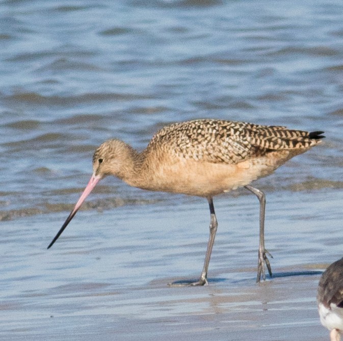 Marbled Godwit - ML644883530