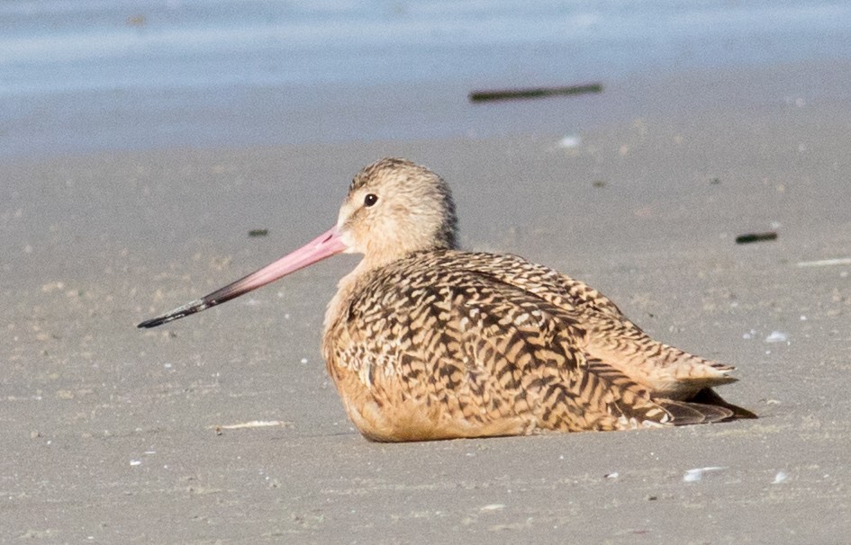Marbled Godwit - ML644883531