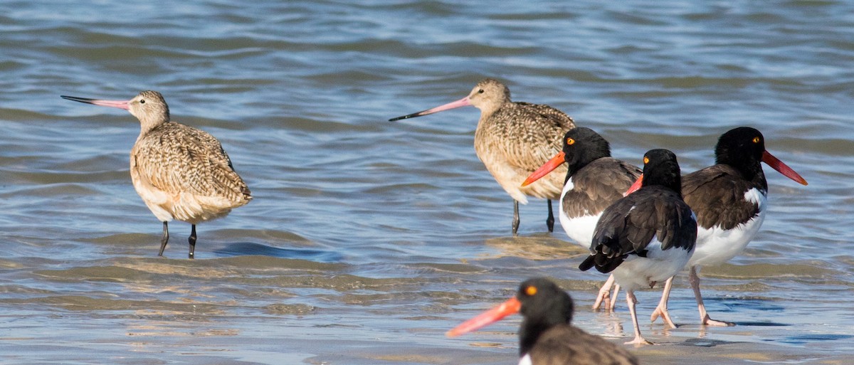 Marbled Godwit - ML644883532