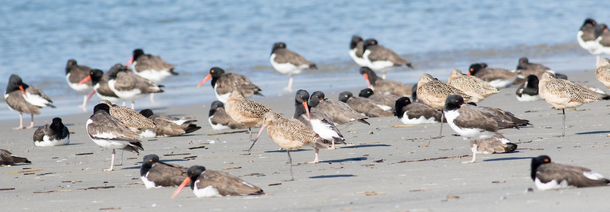 Marbled Godwit - ML644883533